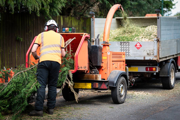 Professional Tree Service in Ponderay, ID